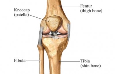 kneecap anatomy